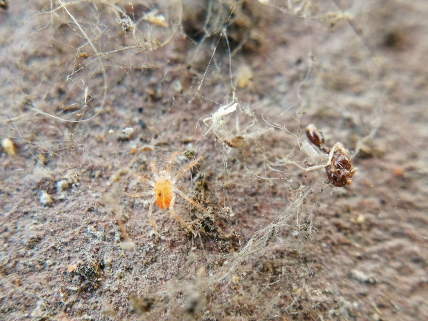 Anystidae