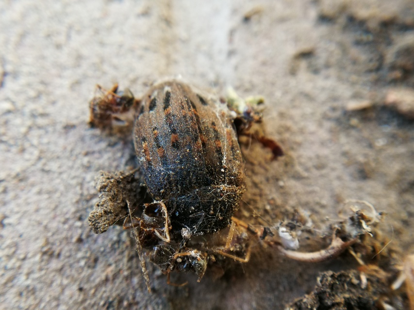 Byrrhus pilula - közönséges labdacsbogár