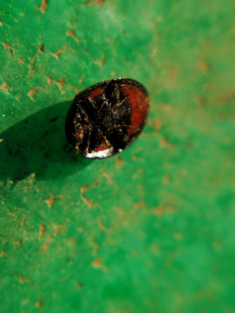 Exochomus quadripustulatus - négyfoltos szerecsenkata