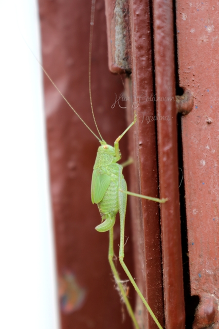 Phaneroptera