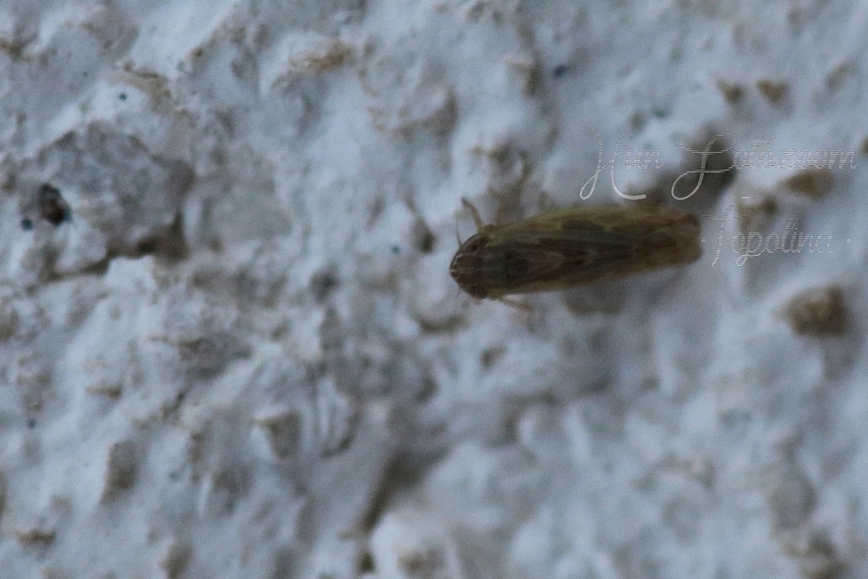 Deltocephalinae