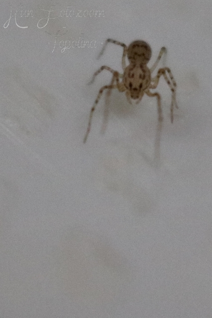 Scytodes thoracica - közönséges csupaszpók