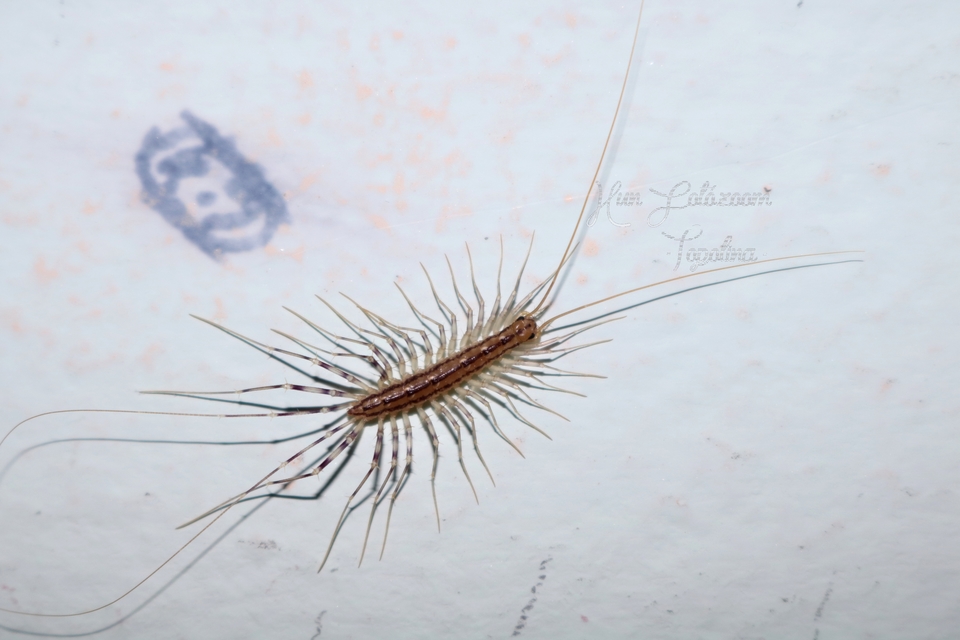 Scutigera coleoptrata - légyölő pókszázlábú