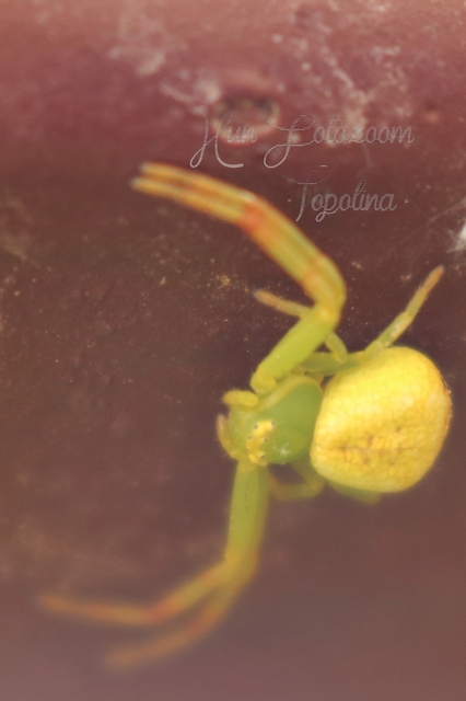 Ebrechtella tricuspidata - alakoskodó karolópók