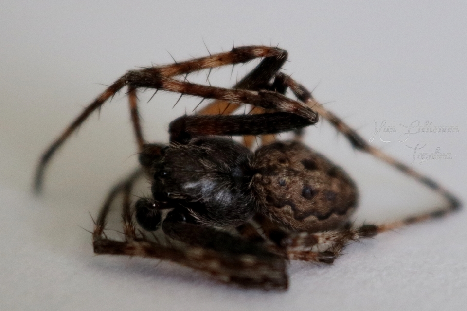 Nuctenea umbratica - közönséges rés-keresztespók