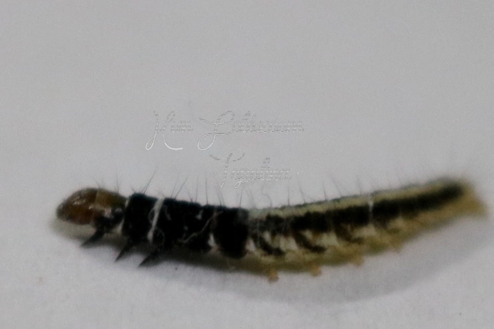 Helcystogramma
