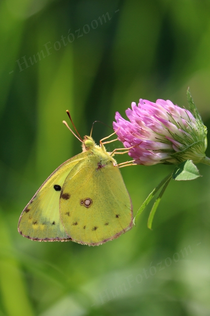Colias alfacariensis - déli kéneslepke