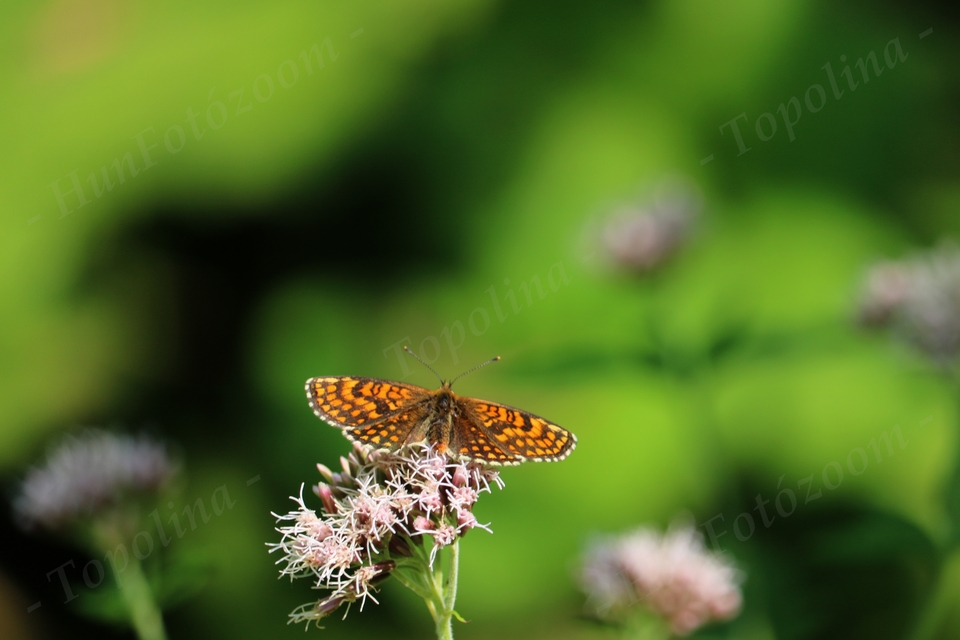 Melitaea athalia - közönséges tarkalepke