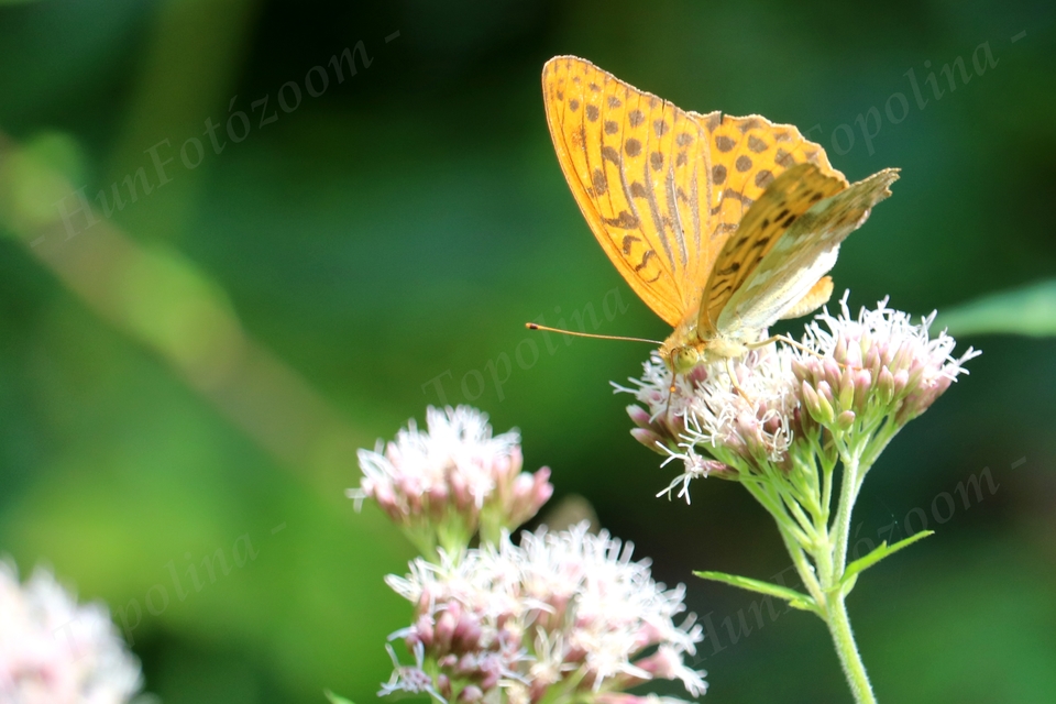 Argynnis paphia - nagy gyöngyházlepke