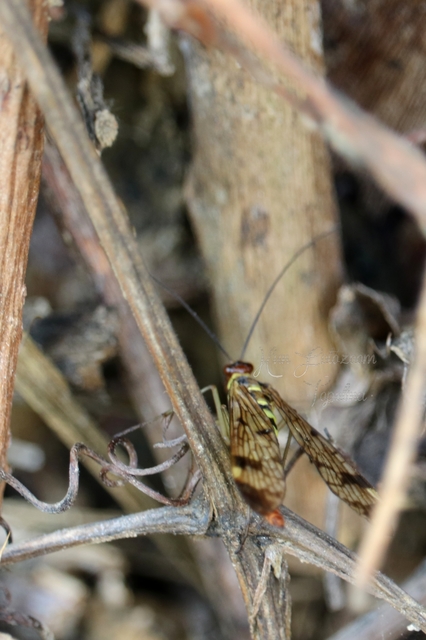 Panorpa cognata