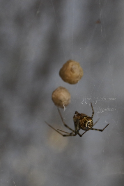 Parasteatoda tepidariorum - üvegházi törpepók