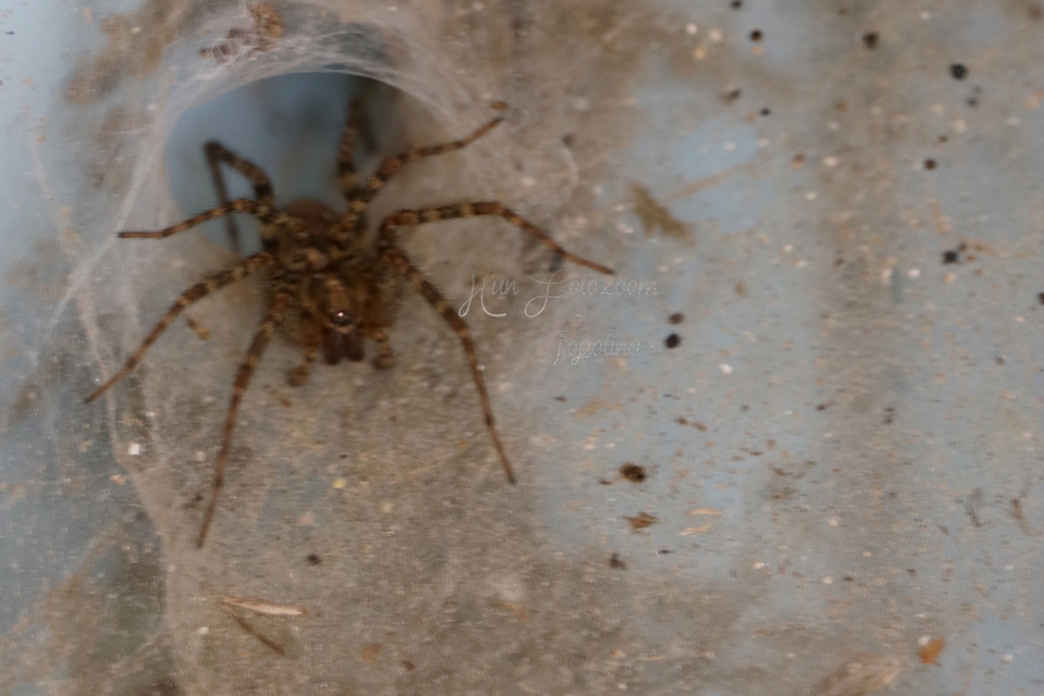 Tegenaria