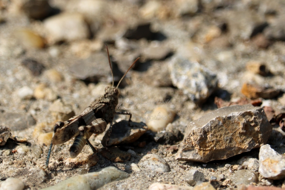 Oedipoda caerulescens - kékszárnyú sáska