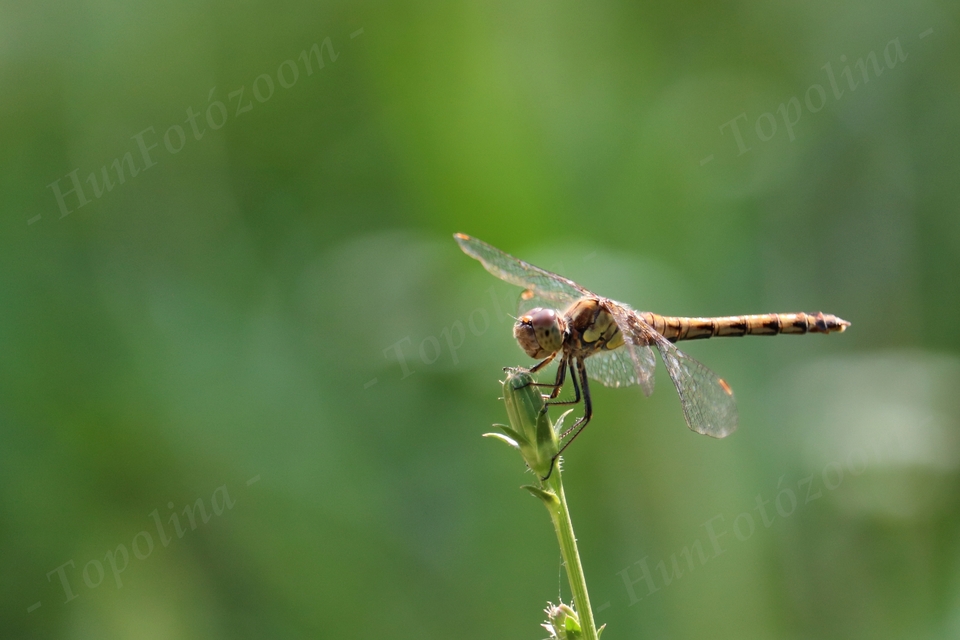 Sympetrum striolatum - harántsávos katona-szitakötő