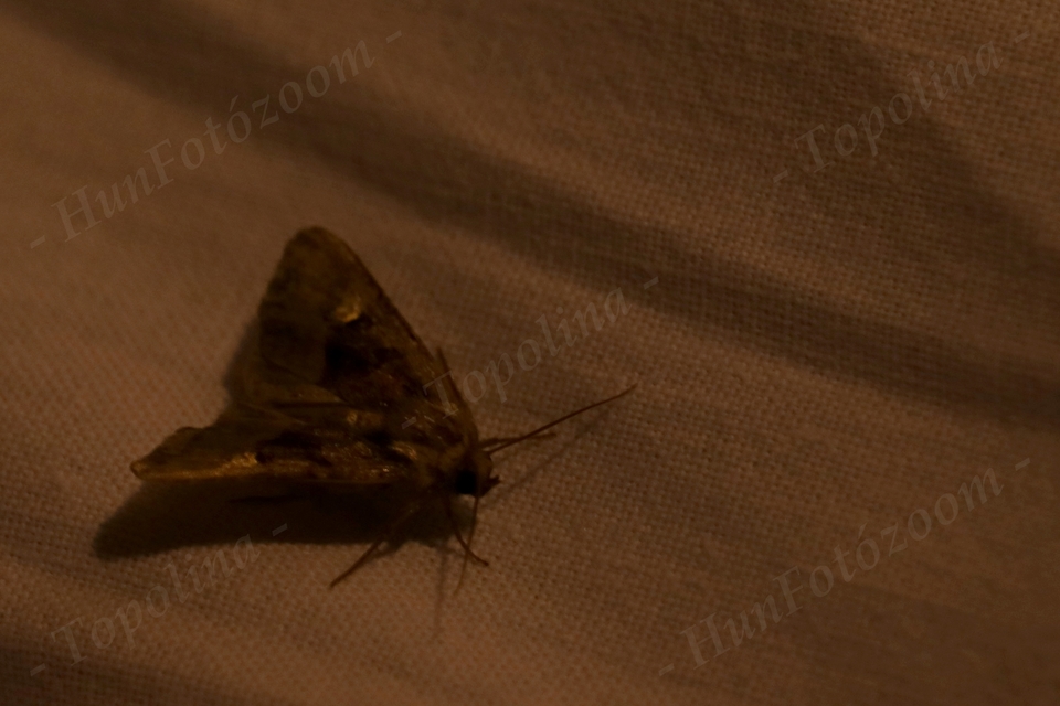 Euplexia lucipara - szeder-csipkésbagoly