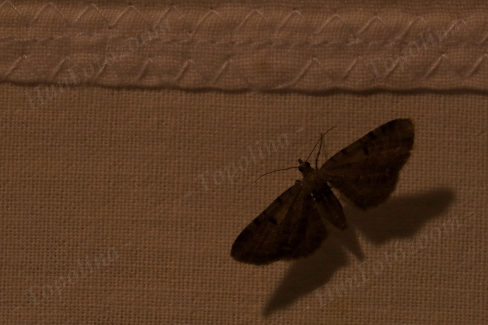 Eupithecia absinthiata - üröm-törpearaszoló