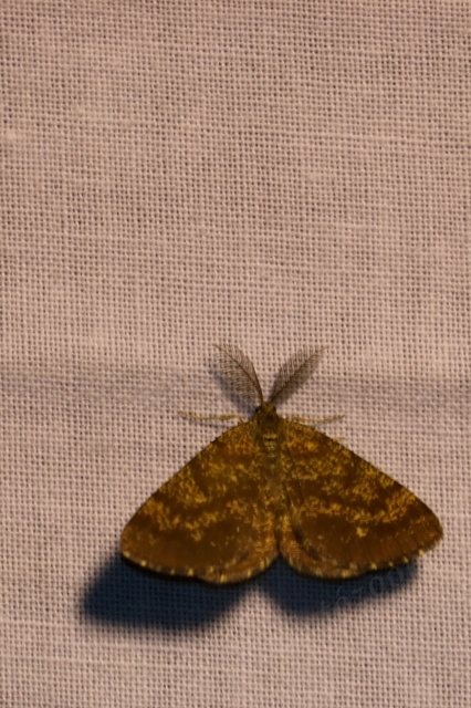 Ematurga atomaria - barna rétiaraszoló