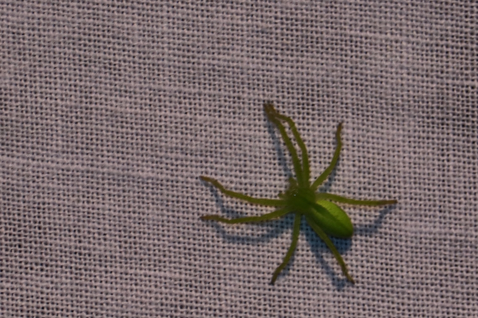 Micrommata virescens - hunyópók