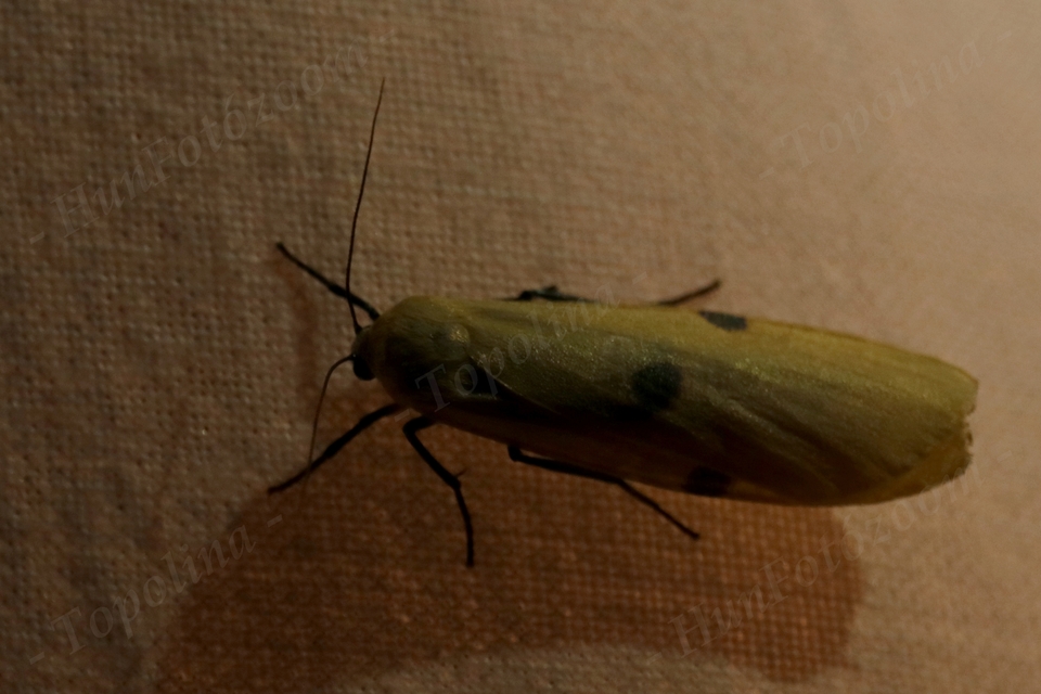 Lithosia quadra - négypettyes zuzmószövő