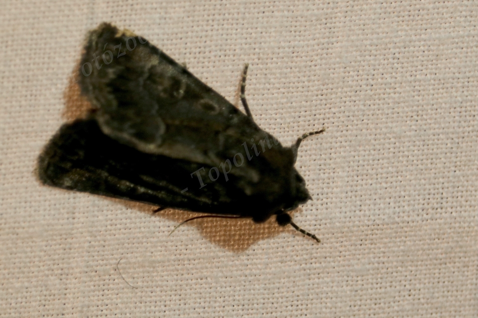 Thalpophila matura - fakó erdeibagoly