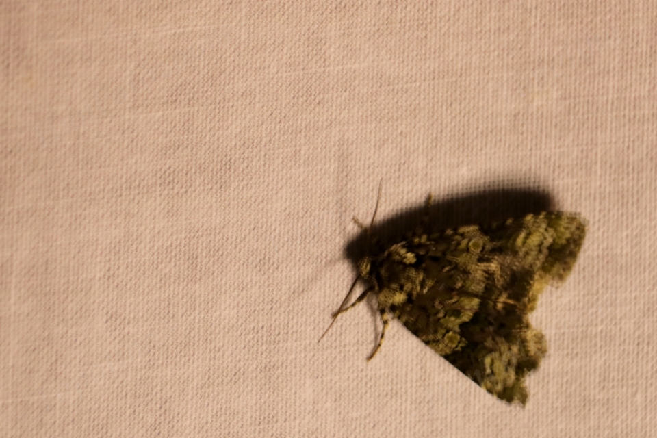 Craniophora ligustri - fagyalbagoly