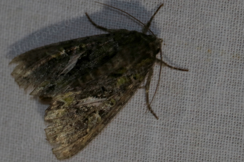 Trachea atriplicis - nyári zöldbagoly