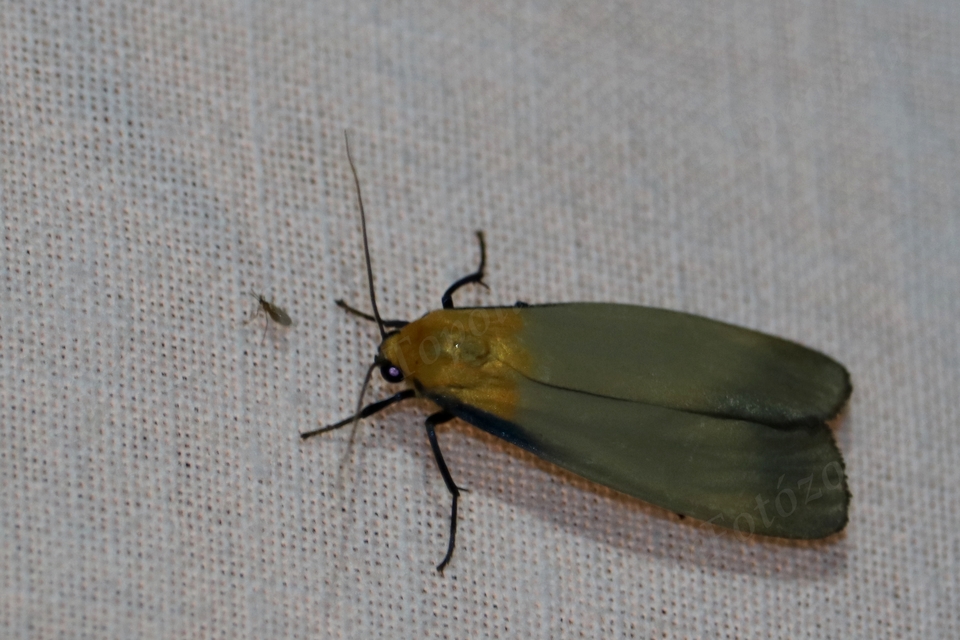 Lithosia quadra - négypettyes zuzmószövő