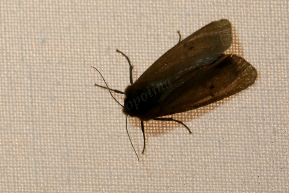 Phragmatobia fuliginosa - füstös medvelepke