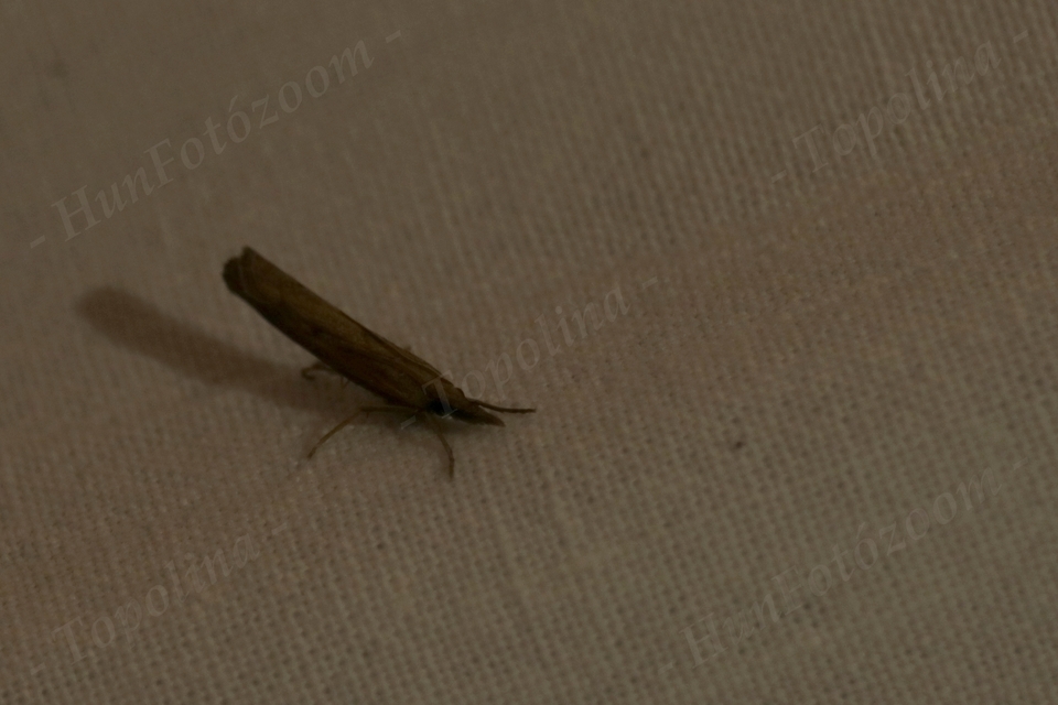 Pediasia contaminella - mocskos fűgyökérmoly