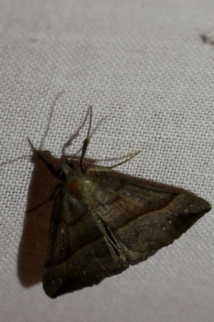 Hypena proboscidalis - ormányos karcsúbagoly
