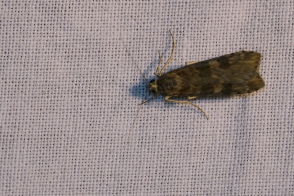 Nomophila noctuella - közönséges vándormoly