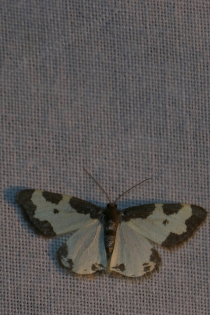 Lomaspilis marginata - szegélyes nyárfaaraszoló