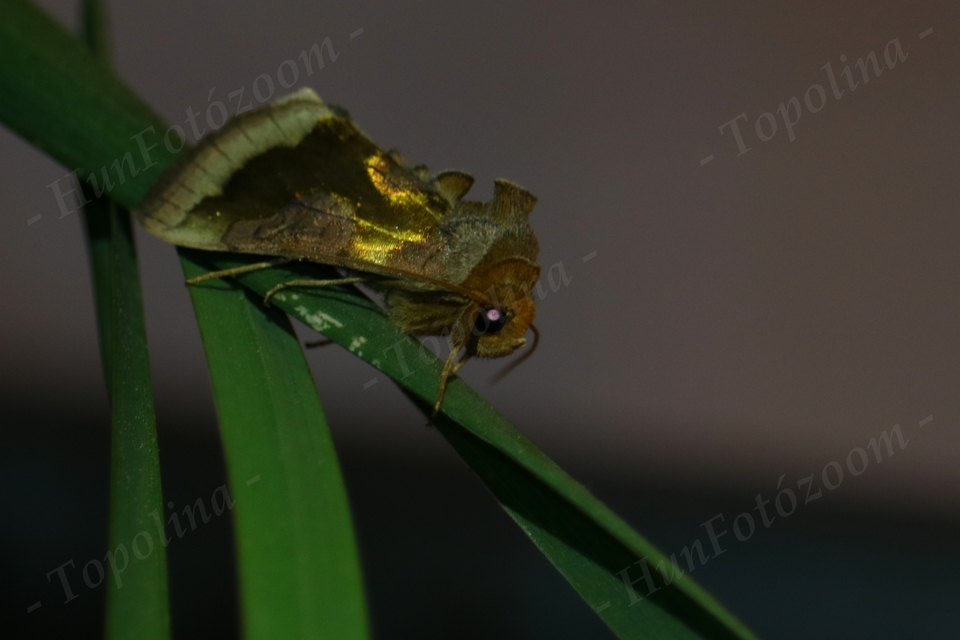 Diachrysia stenochrysis - rejtőző aranybagoly