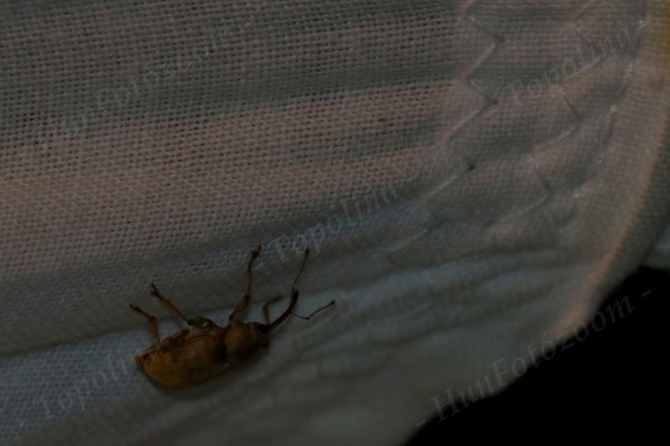 Curculio propinquus - halvány zsuzsóka