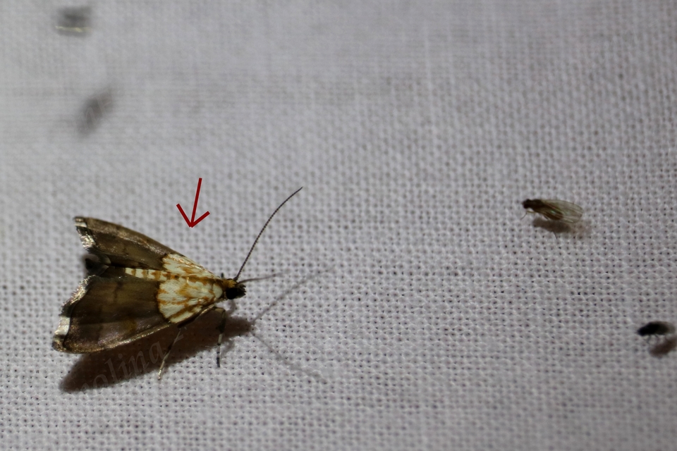 Agrotera nemoralis - ligeti tűzmoly
