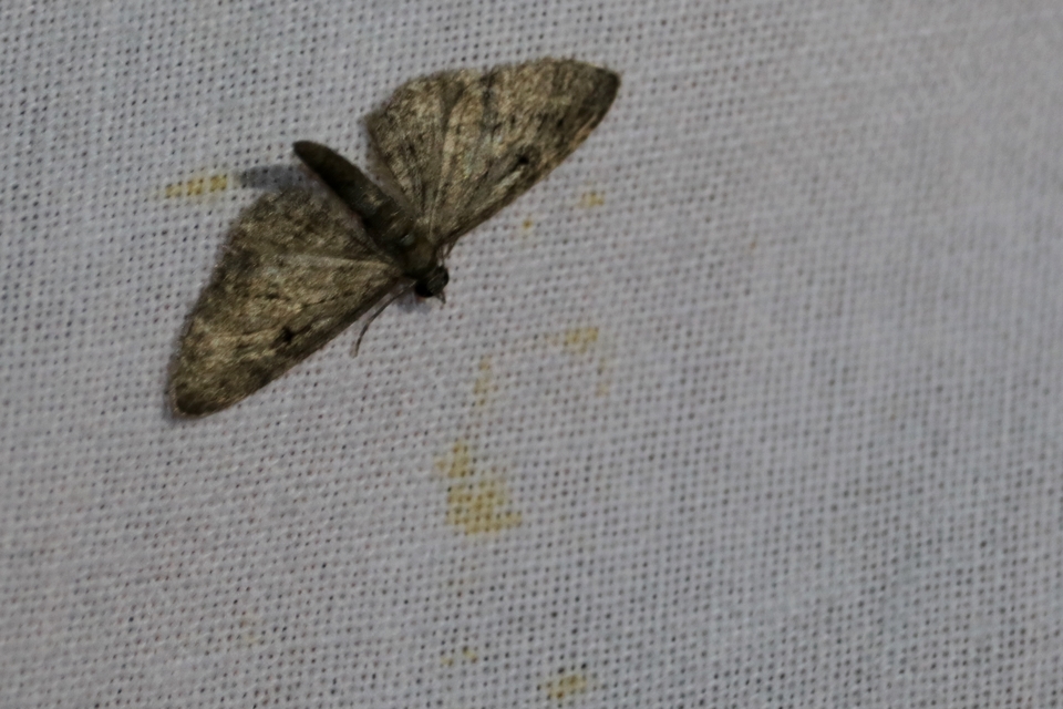 Eupithecia virgaureata - aranyvessző-törpearaszoló