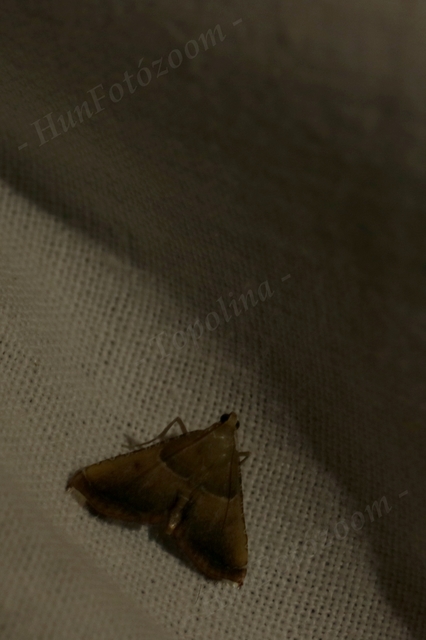 Endotricha flammealis - tüzesszárnyú fényilonca