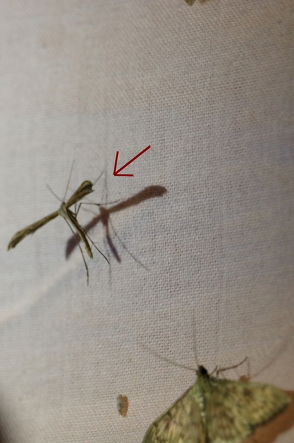 Pterophoridae - tollasmolyfélék