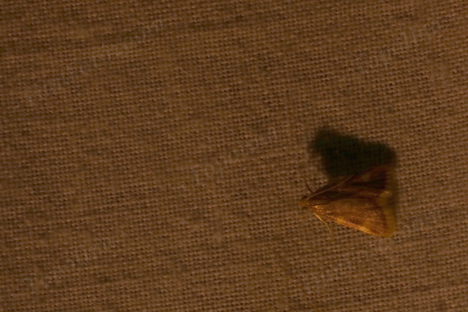 Hypsopygia costalis - szénailonca