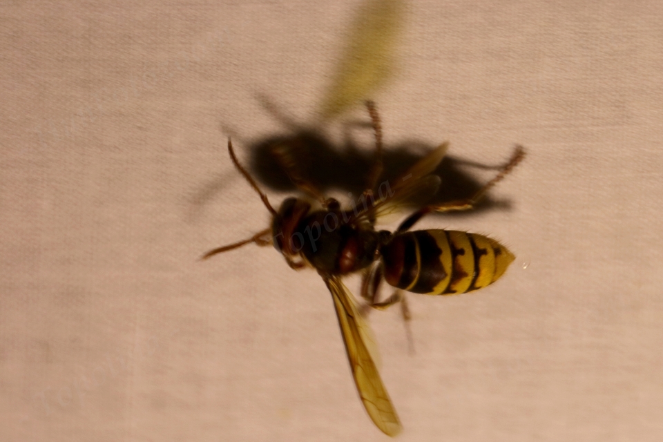 Vespa crabro - lódarázs