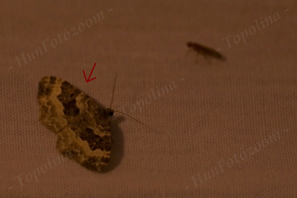 Epirrhoe alternata - galaj-tarkaaraszoló