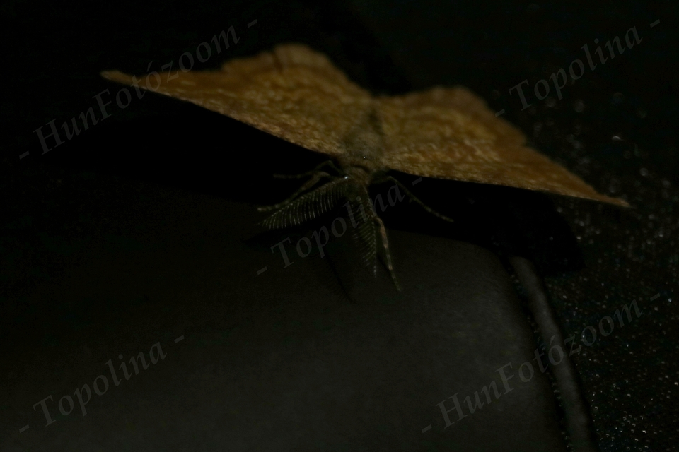 Ematurga atomaria - barna rétiaraszoló