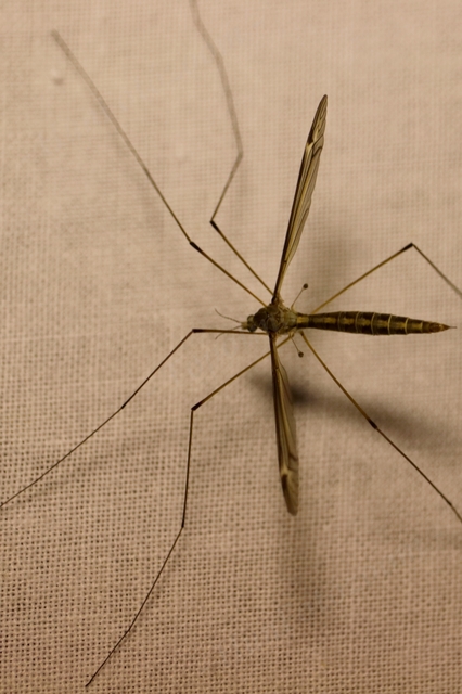 Tipula