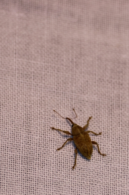 Curculio