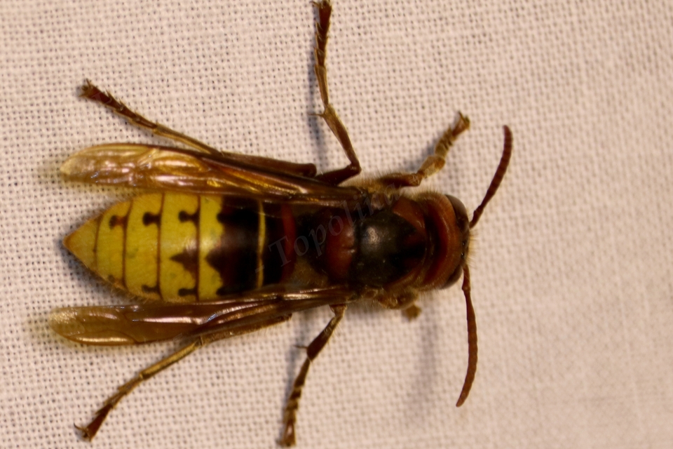 Vespa crabro - lódarázs