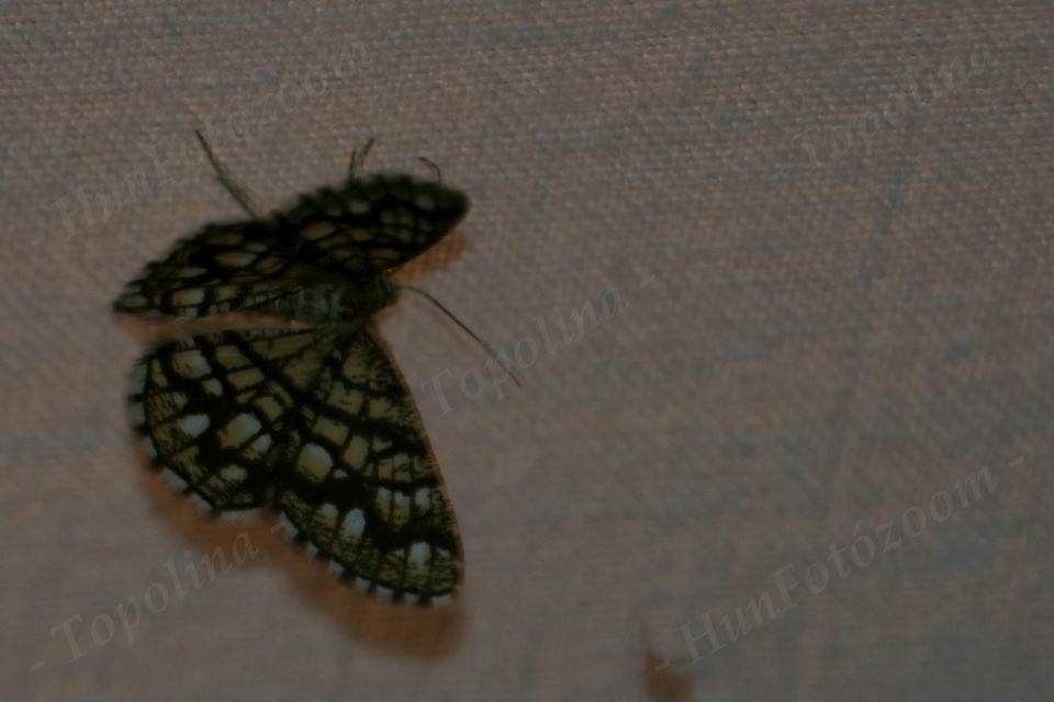 Chiasmia clathrata - rácsos rétiaraszoló