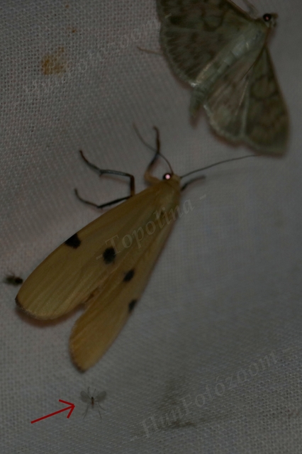 Cecidomyiidae - gubacsszúnyogok