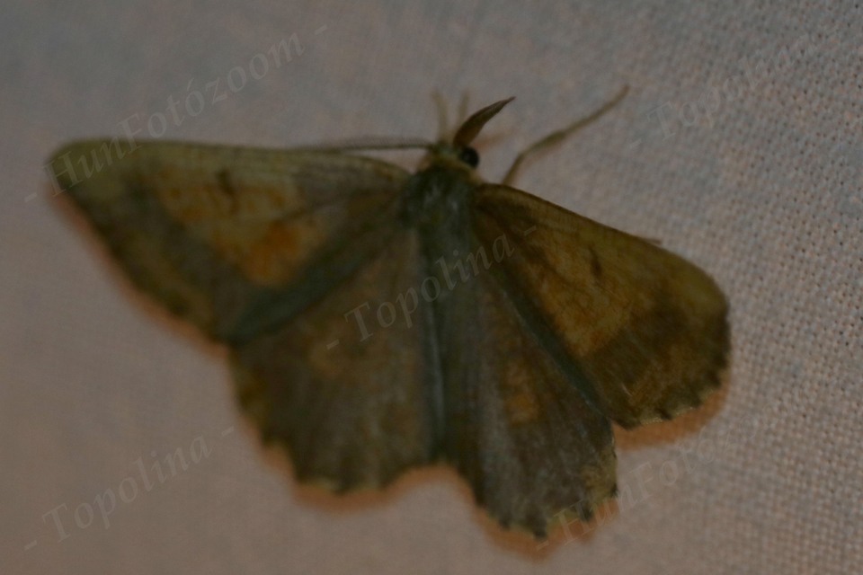 Angerona prunaria - sárga kökényaraszoló