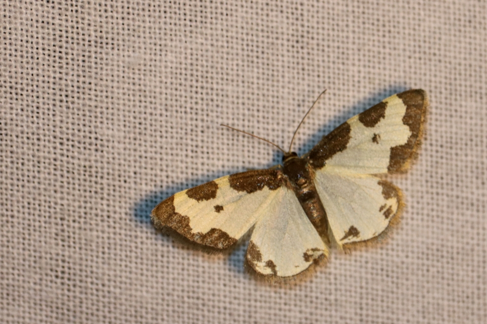 Lomaspilis marginata - szegélyes nyárfaaraszoló