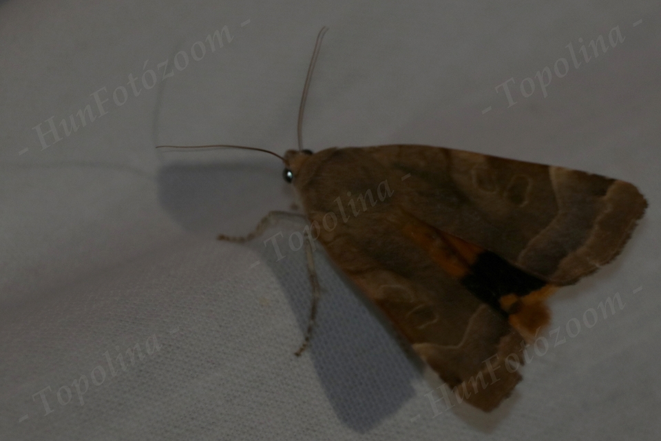 Noctua fimbriata - szélessávú sárgafűbagoly